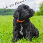 Leglo B Aphrodite Diamante oceano
