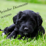 Leglo B Ariadne Diamante oceano